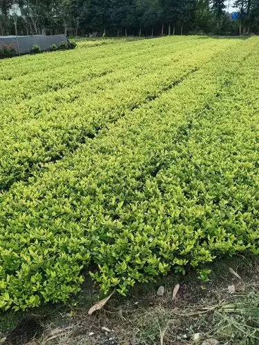 jn江南娱乐，网球拍手柄防汗胶带